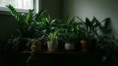 10 plantas de interior que resistem à falta de luz: não são plantas que gostam de sombra, mas sim plantas que toleram a sombra